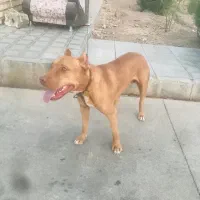 گمشده
