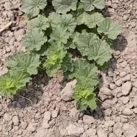 زمین-باغی