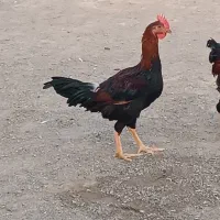 خروس