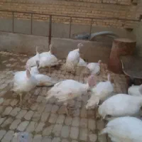 فروش بوقلمون