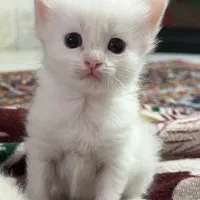 گربه پرشین عروسکی