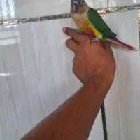 گرینچیک دستی