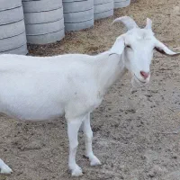 فروش بز سانن و پاکستانی
