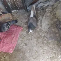 ساده خوشگل نر مست