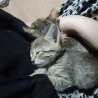 واگذاری گربه
