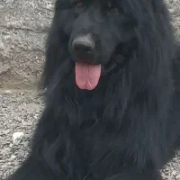 سگ. ژرمن بلک