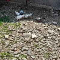 کبوتر|پرنده|کوچصفهان, |دیوار