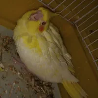 پرنده