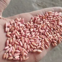 بذر گندم دیم باران وسرداری