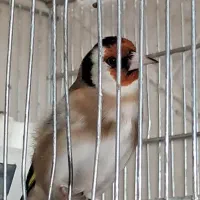 سهره جوجه قفس