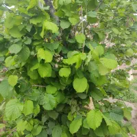 زمین مسکونی و باغی