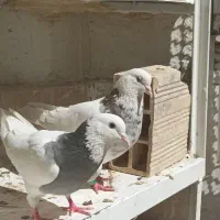 فروش فوری کفتر