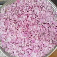 گل محمدی|گل و گیاه طبیعی|ایلام, |دیوار