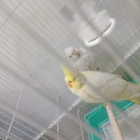 عروس هلندی جوجه