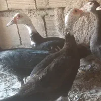 اردک اسراییلی