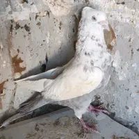 کبوتر دمبی