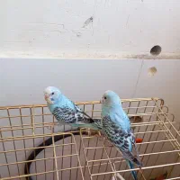 مرغ عشق
