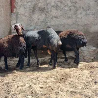 شیشک همو
