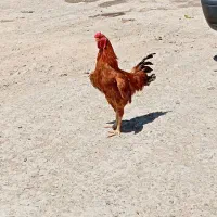خروس دورگه لاری و رسمی،خروس لاری،خروس رسمی