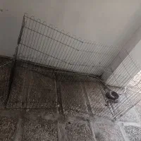 شهر بازی سگ