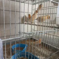 قناری ماده موزاییکی و جوجه