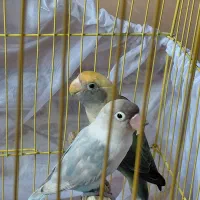 طوطی برزیلی