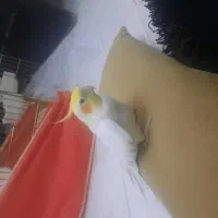 عروس هلندی