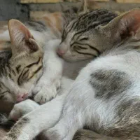 مفقود شدن ۲ تا بچه گربه