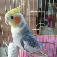 عروس هلندی نر