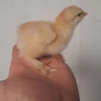 جوجه برهما بلو یک ماهه و ده روزه