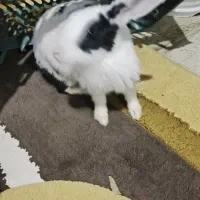 خرگوش