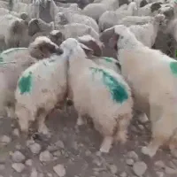 نیاز به شریک برای ساخت پروار بندی