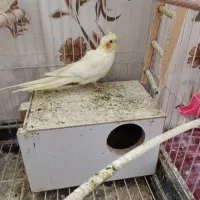 عروس هلندی ماده