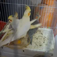 جوجه عروس هلندی