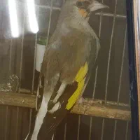 دوتاسهره داغسرو‌رسمی جوجه قفس کارداده باقفس وسایل
