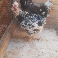 مرغ گلین فول