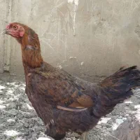 مرغ لاری تخم گذار