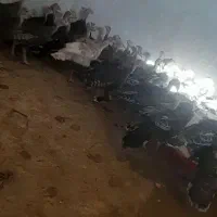 بوقلمون