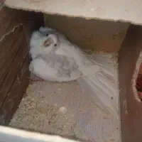 جفت عروس آلبینو دوکت همراه چهار عدد