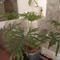 گل برگ انجیری
