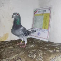 جفت پلاکی مسابقه دهنده