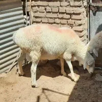 قوچ|حیوانات مزرعه|قائن, |دیوار
