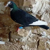 کف تر پرشی سار موشی نر قهر سیاه کرمونی کرباتی