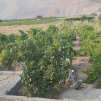 باغ-شهری-حسین-آباد-نقش-رستم