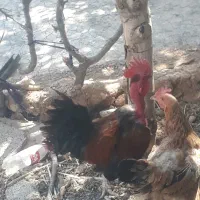 فروش خروس محلی