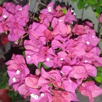فروش گل کاغذی