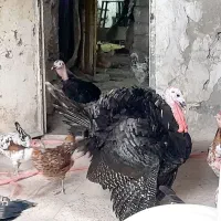 بوقلمون نروماده