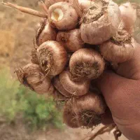 فروش بذر زعفران مرغوب