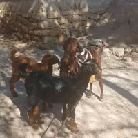 بز دو قلو زا