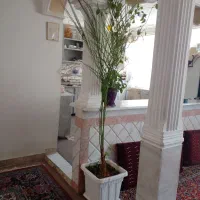 نخل خرمابزرگ